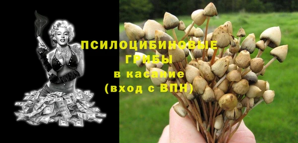 хмурый Аркадак